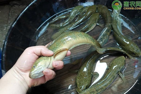 七星魚和雷龍魚哪個更具有觀賞性？