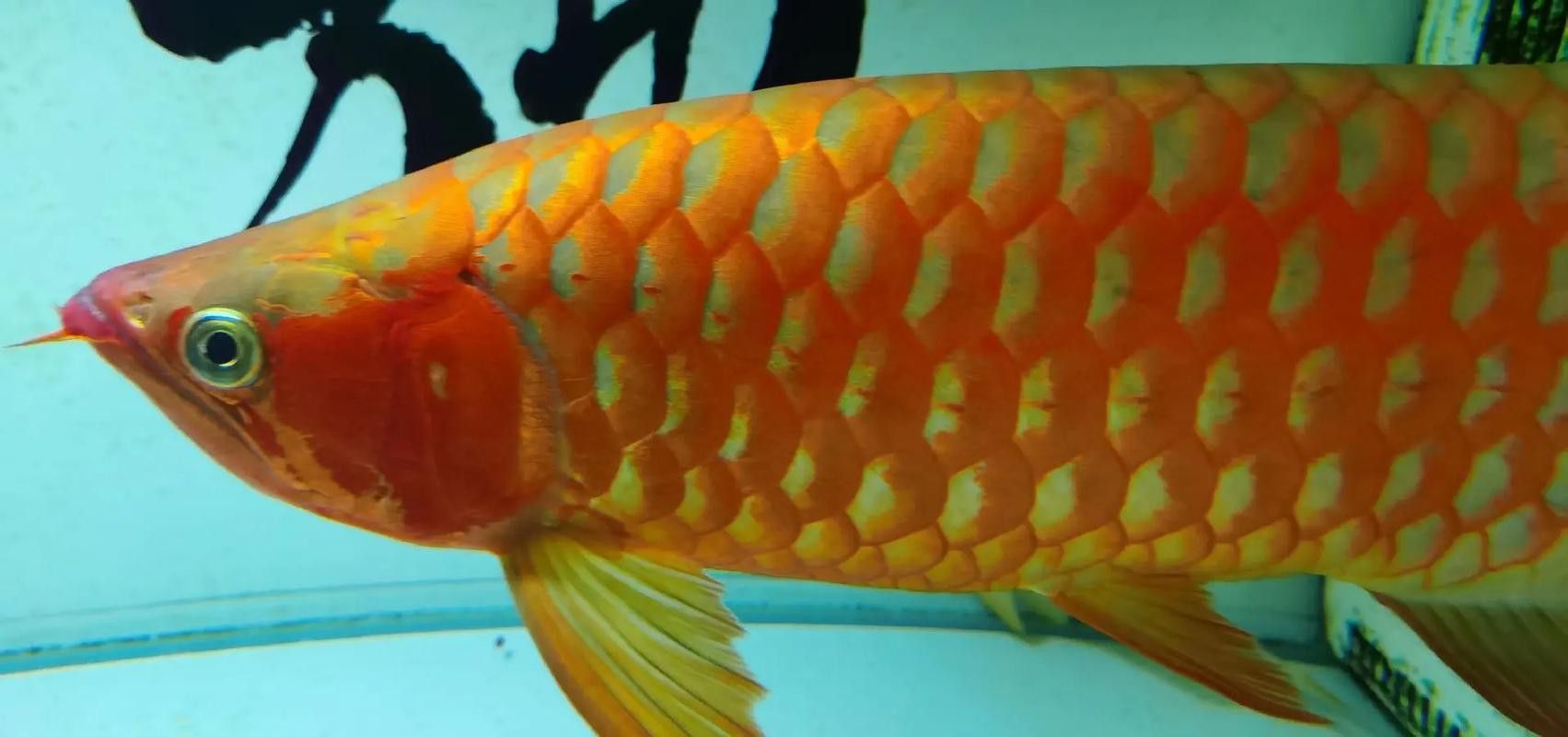 紅龍魚怎樣分辨公母圖解