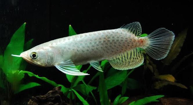 紅龍魚怎樣分辨公母圖解