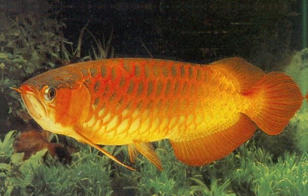 紅龍魚怎樣分辨公母圖解