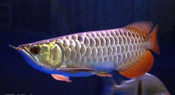 紅龍魚怎樣分辨公母圖解