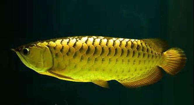 紅龍魚怎樣分辨公母圖解