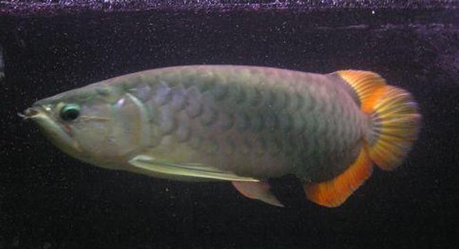 紅龍魚怎樣分辨公母圖解