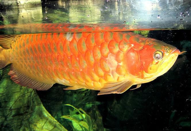 紅龍魚怎樣分辨公母圖解