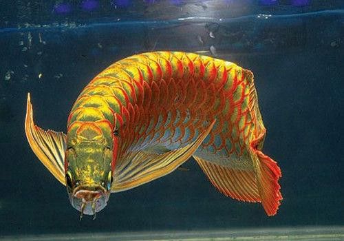 紅龍魚怎樣分辨公母圖解