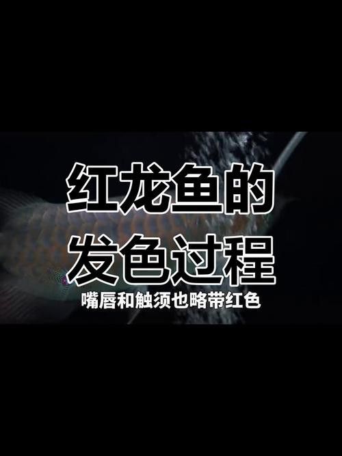 紅龍魚怎樣分辨公母圖解