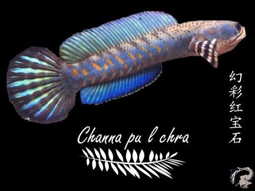紅雷龍魚(yú)圖片大全大圖