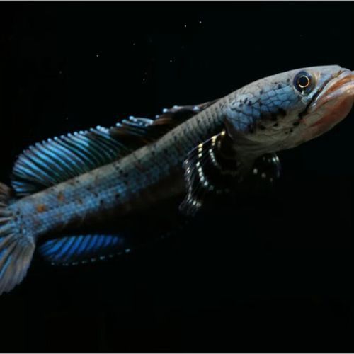 紅雷龍魚(yú)圖片大全大圖