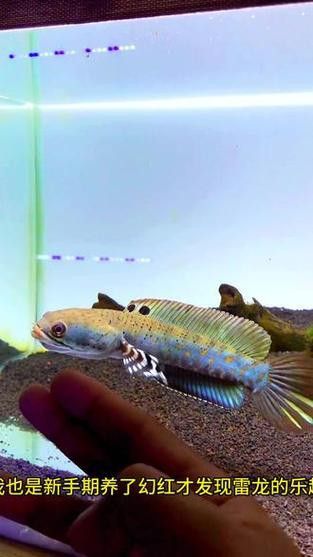 紅雷龍魚(yú)圖片大全大圖