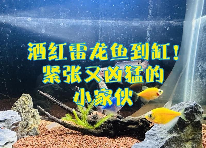 紅雷龍魚(yú)圖片大全大圖