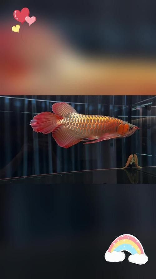 有沒有現(xiàn)成的紅龍魚壁紙？