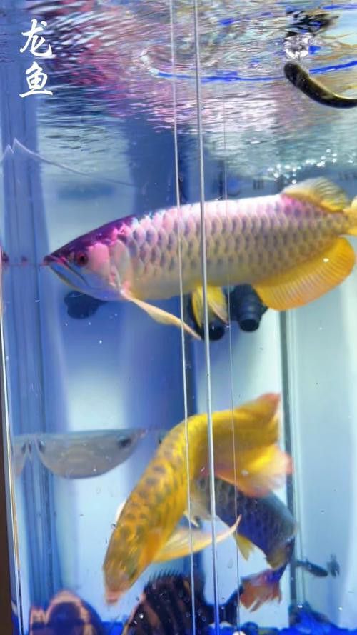 有沒有現(xiàn)成的紅龍魚壁紙？