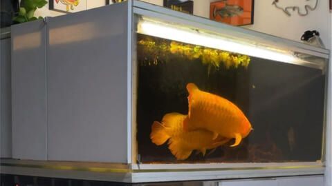龍魚配什么魚好看：與龍魚混養的日常飼料選擇，龍魚混養的日常飼料選擇