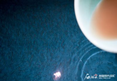 紅龍魚吃不吃小蝌蚪的魚苗（紅龍魚會吃小蝌蚪嗎）