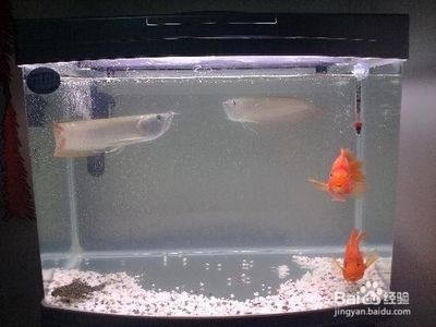 龍魚入新缸多久可以換水（新買的龍魚入缸三天后可以開始換水，換水前后應注意哪些事項）