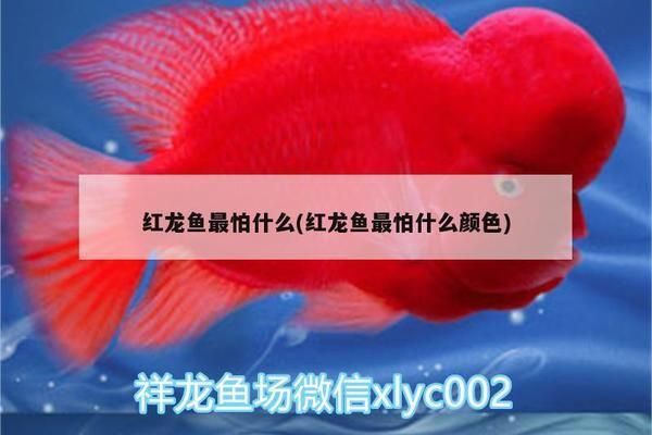 龍魚燈管多久換一次(龍魚專用燈管更換頻率) 龍魚百科 第3張 龍魚燈管多久換一次(龍魚專用燈管更換頻率) 龍魚燈管多久換一次(龍魚專用燈管更換頻率) 龍魚百科 第3張