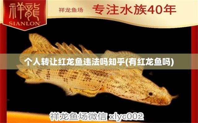 賣紅龍魚犯法嗎知乎，賣紅龍魚是否犯法