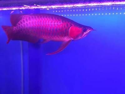 頂級龍魚排行次序：十大頂級龍魚排行情況龍魚品種排行前十的龍魚品種 頂級龍魚排行次序：十大頂級龍魚排行情況龍魚品種排行前十的龍魚品種 龍魚百科 第3張
