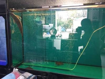 養龍魚怎么清洗魚缸內部污垢：養龍魚怎么清洗魚缸