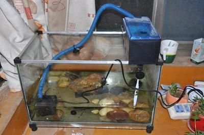 養龍魚怎么清洗魚缸內部污垢：養龍魚怎么清洗魚缸