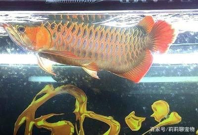 紅尾金龍魚能長多大（紅尾金龍能長多大）