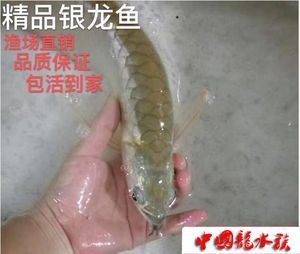 白化銀龍魚和黃化銀龍魚