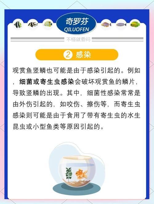 銀龍魚爛鱗怎么治療圖片大全圖解