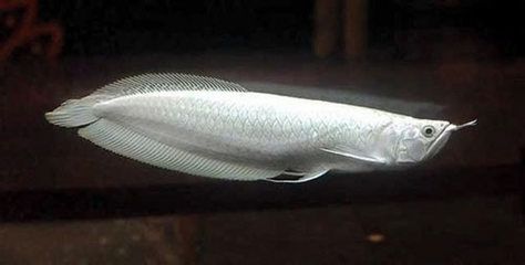 龍魚瞎了一只眼怎么辦：根據搜索結果提供幾種可能的解決方案，龍魚眼球的治療方法