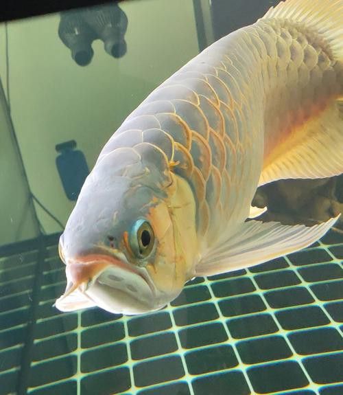 澳洲金龍魚圖片高清大圖