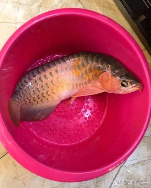 澳洲金龍魚圖片高清大圖