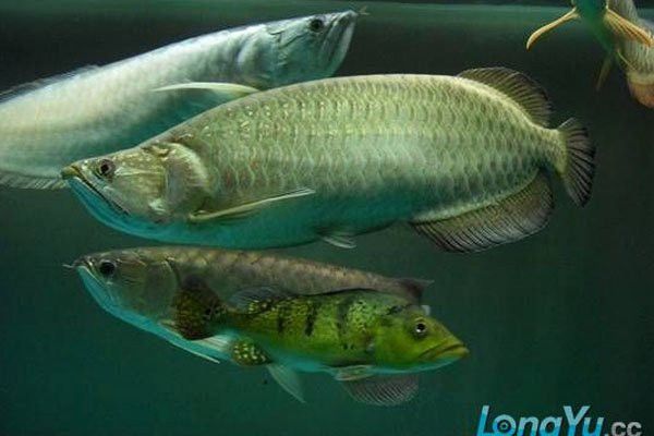 澳洲金龍魚圖片高清大圖