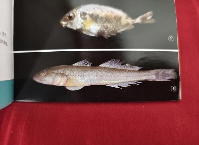 小玉龍魚圖片大全 小玉龍魚圖片大全 龍魚百科 第7張