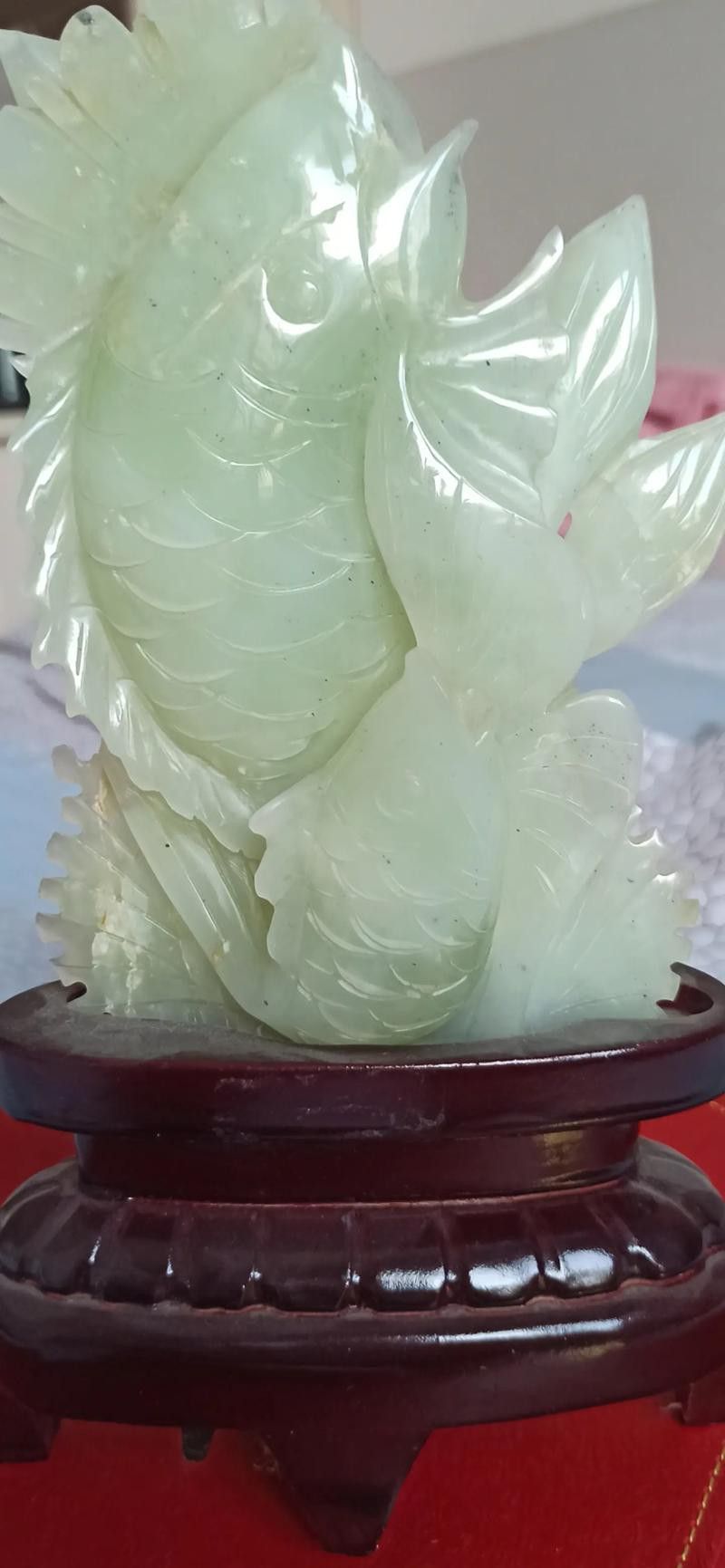 小玉龍魚圖片大全 小玉龍魚圖片大全 龍魚百科 第5張