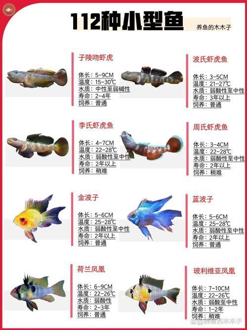 小玉龍魚圖片大全 小玉龍魚圖片大全 龍魚百科 第12張