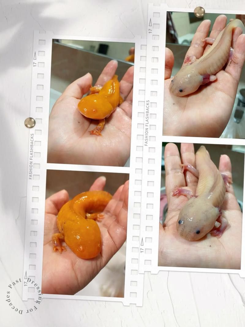 小玉龍魚圖片大全 小玉龍魚圖片大全 龍魚百科 第20張