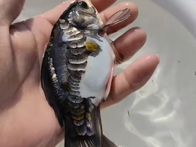 小玉龍魚圖片大全 小玉龍魚圖片大全 龍魚百科 第26張