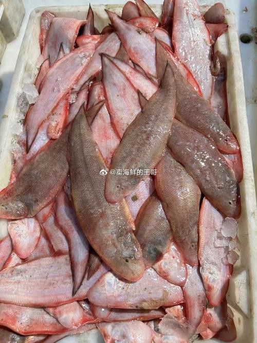 小玉龍魚圖片大全 小玉龍魚圖片大全 龍魚百科 第23張