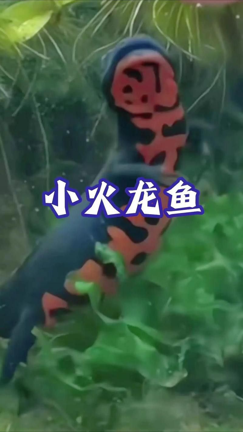 小玉龍魚圖片大全 小玉龍魚圖片大全 龍魚百科 第24張