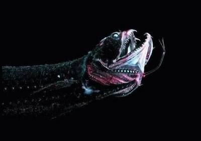 被龍魚咬一口怎么辦（被龍魚咬傷了怎么辦） 被龍魚咬一口怎么辦（被龍魚咬傷了怎么辦） 龍魚百科 第3張