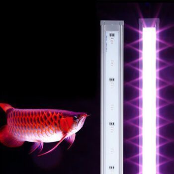 龍魚專用燈不是紫外線燈吧嗎怎么回事：如何判斷龍魚專用燈的質(zhì)量