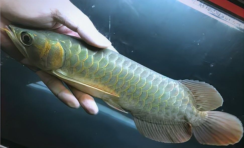 龍魚不吃食物的原因