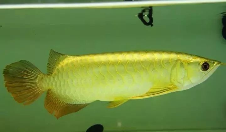 金龍魚水溫15度會死嗎 金龍魚水溫15度會死嗎 龍魚百科 第6張