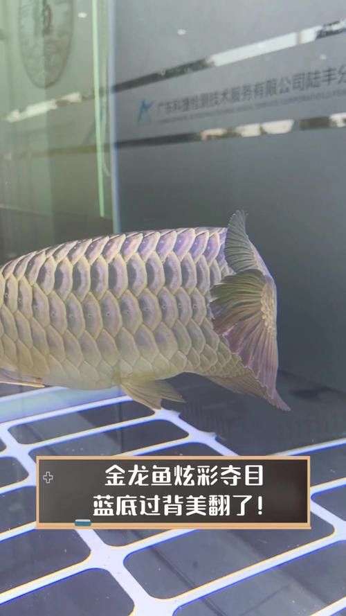 如何區分過背龍魚的品種？ 如何區分過背龍魚的品種？ 龍魚百科 第4張