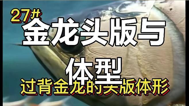 如何區分過背龍魚的品種？ 如何區分過背龍魚的品種？ 龍魚百科 第12張