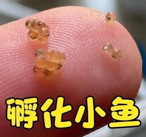 藍寶石魚吃小魚嗎 藍寶石魚吃小魚嗎 龍魚百科 第4張