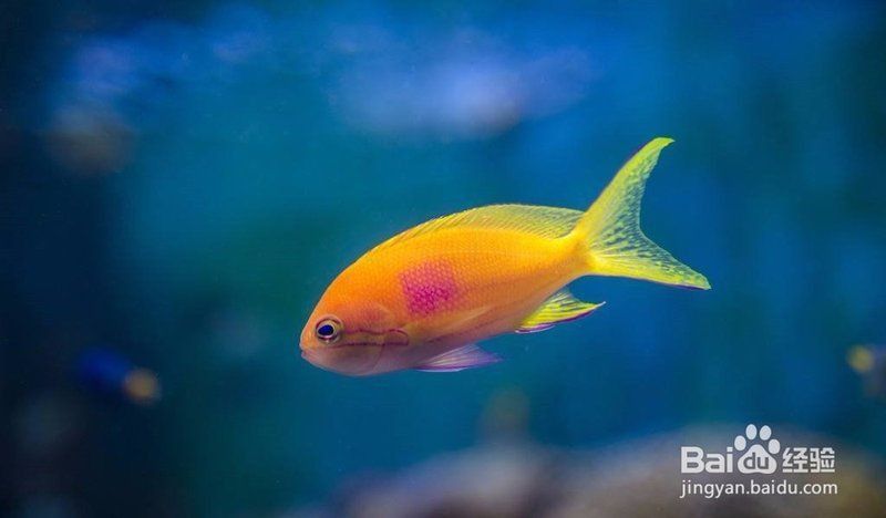 藍寶石魚吃小魚嗎 藍寶石魚吃小魚嗎 龍魚百科 第3張