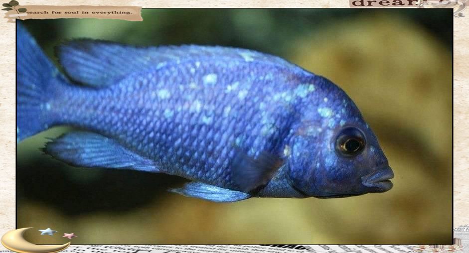 藍寶石魚吃小魚嗎 藍寶石魚吃小魚嗎 龍魚百科 第10張