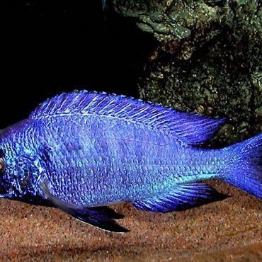 藍寶石魚吃小魚嗎 藍寶石魚吃小魚嗎 龍魚百科 第8張