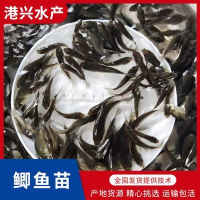 龍魚喂鯽魚苗好嗎：龍魚可以喂鯽魚苗嗎？