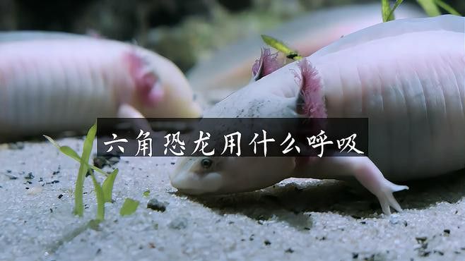 六角恐龍魚靠什么呼吸